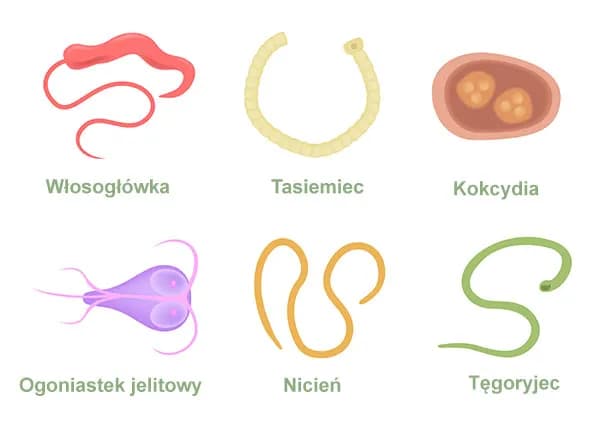 Objawy pasożytów u dorosłych: Jak rozpoznać niebezpieczne symptomy
