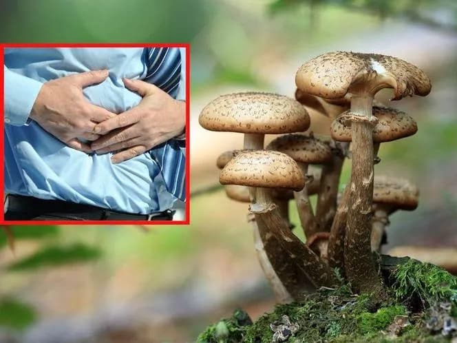 Zatrucia grzybami: objawy, pierwsza pomoc i jak ich unikać